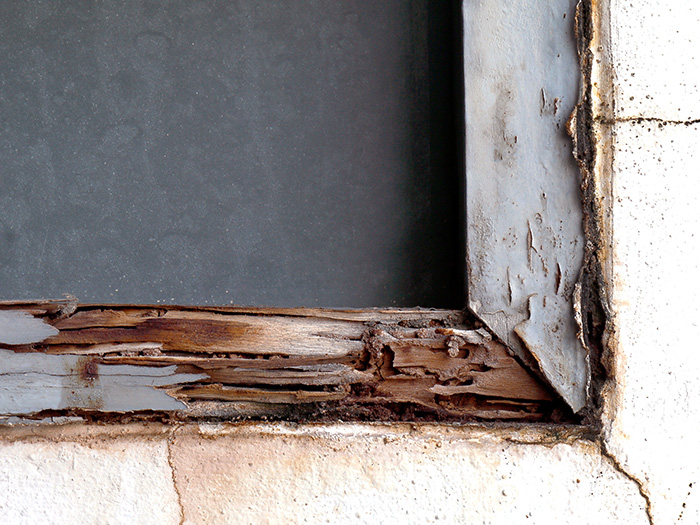 それってシロアリかも？